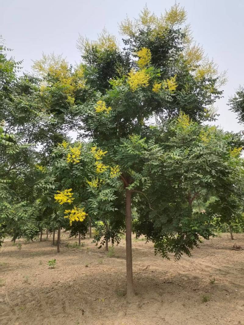 栾树北栾树北京栾大量销售中价格优惠质量好数量大质量好