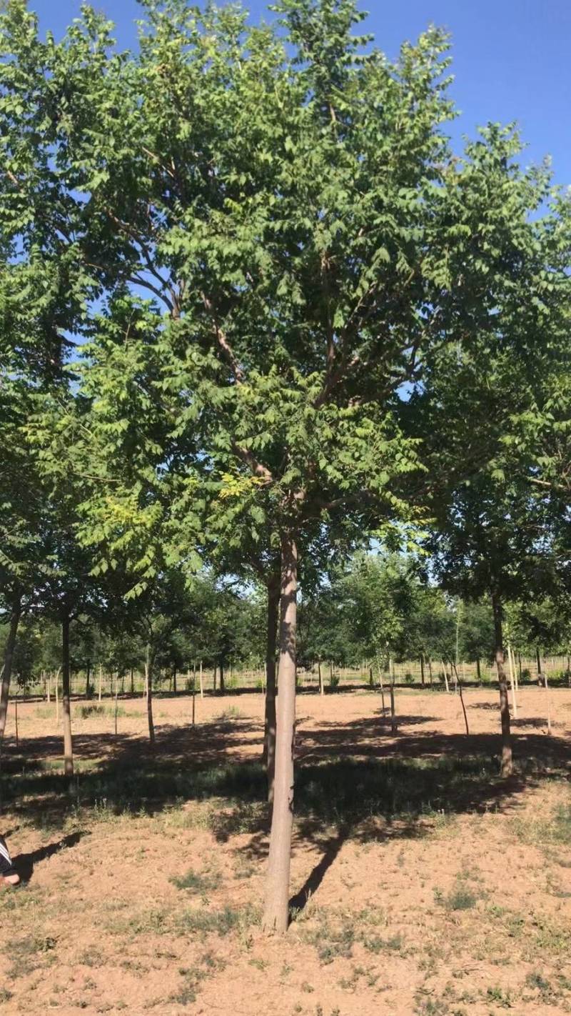 栾树北栾树北京栾大量销售中价格优惠质量好数量大质量好