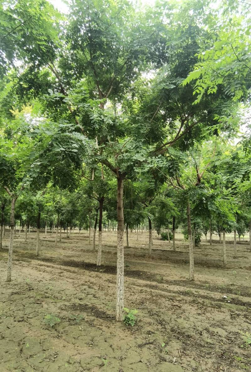 栾树北栾树北京栾大量销售中价格优惠质量好数量大质量好