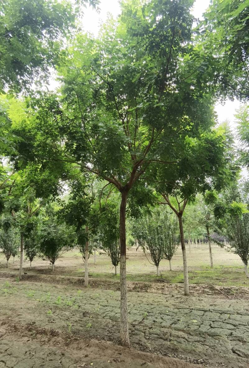 栾树北栾树北京栾大量销售中价格优惠质量好数量大质量好