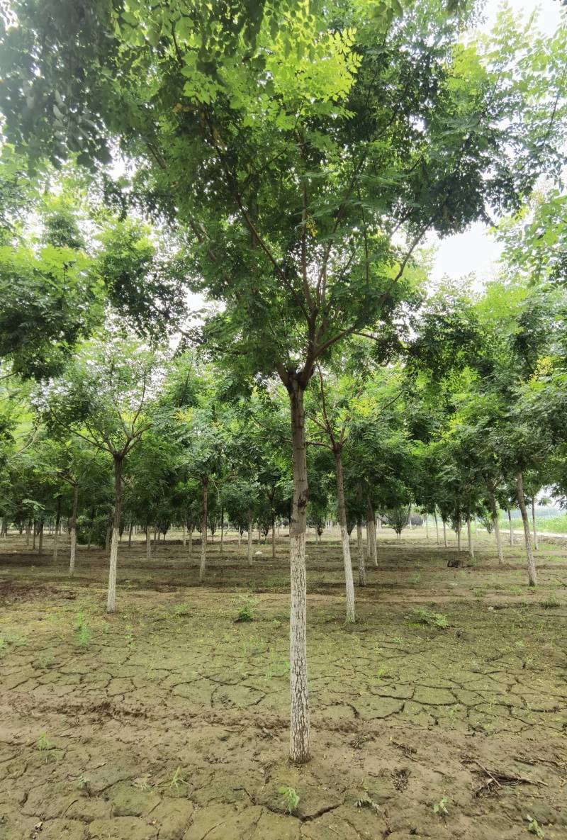 栾树北栾树北京栾大量销售中价格优惠质量好数量大质量好