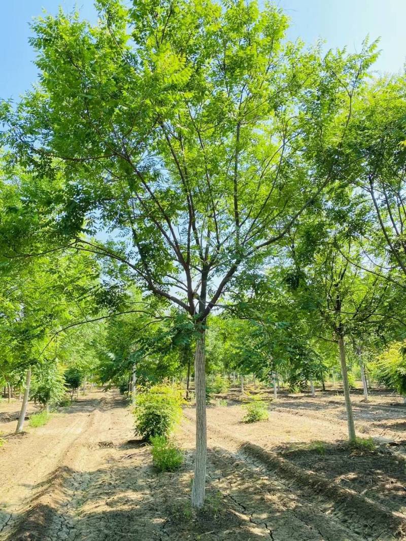 栾树北栾树北京栾大量销售中价格优惠质量好数量大质量好