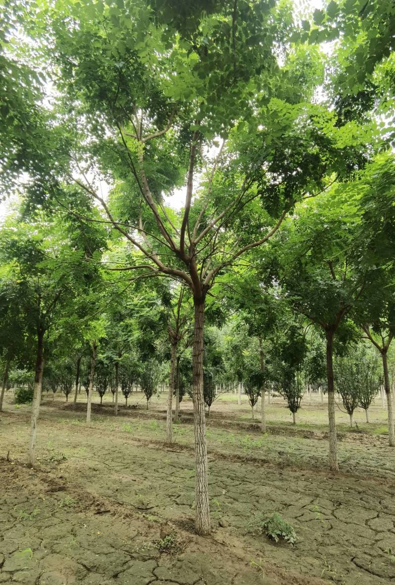 栾树北栾树北京栾大量销售中价格优惠质量好数量大质量好