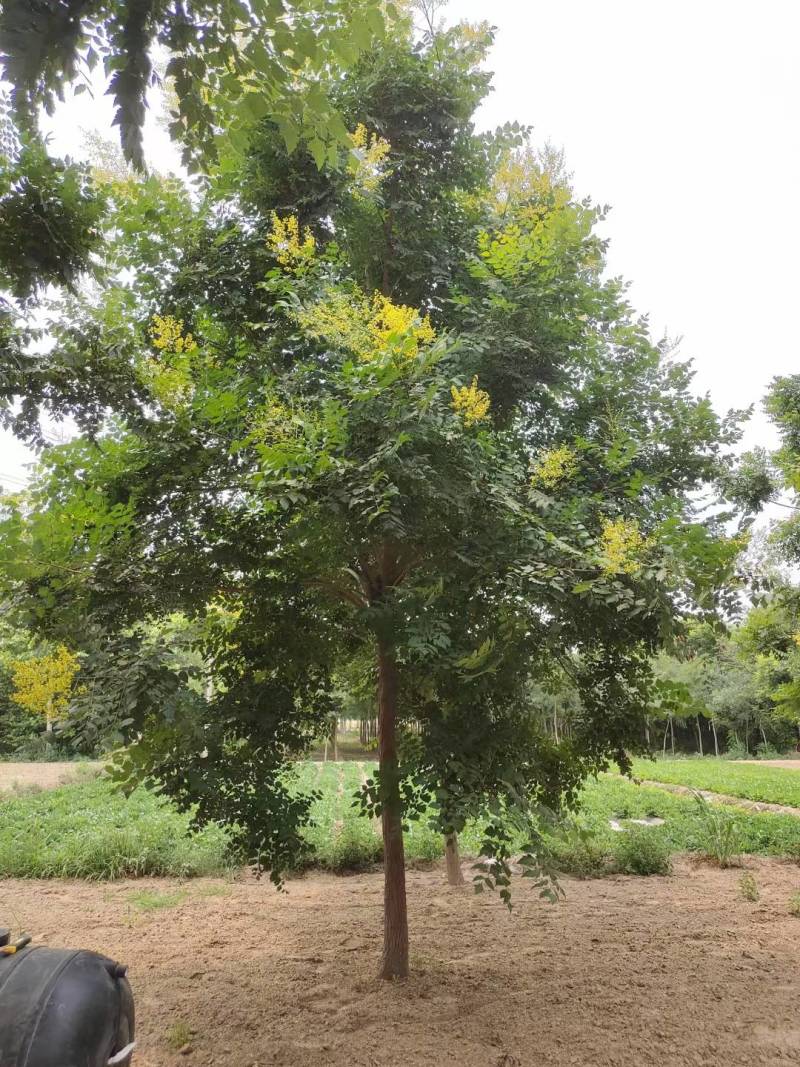 栾树北栾树北京栾大量销售中价格优惠质量好数量大质量好