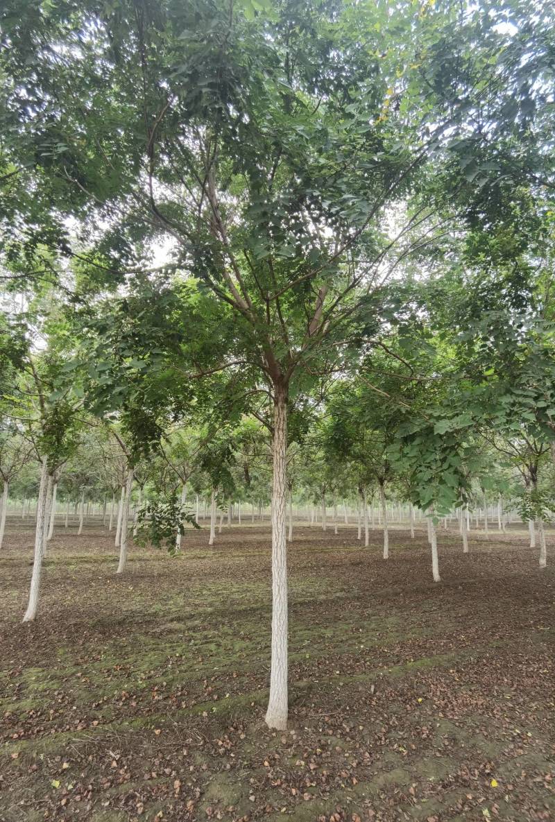6-15公分精品北栾树大量销售中价格优惠质量好数量大