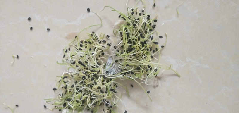 优质铁杆葱籽，发芽率高，品质好，产量高