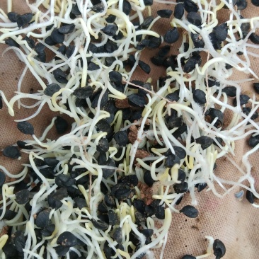 优质铁杆葱籽，发芽率高，品质好，产量高