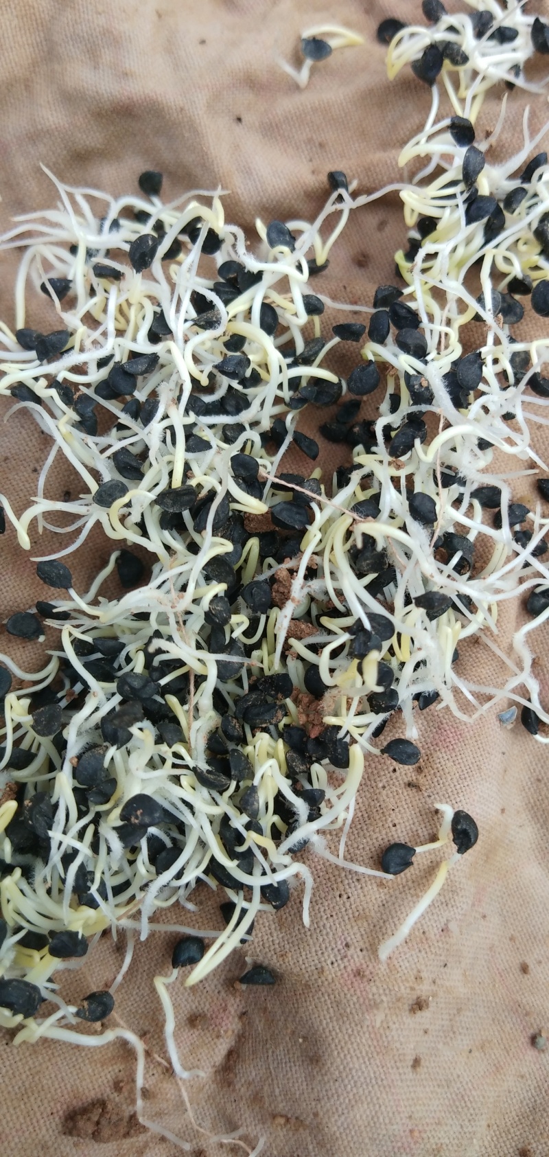 优质铁杆葱籽，发芽率高，品质好，产量高
