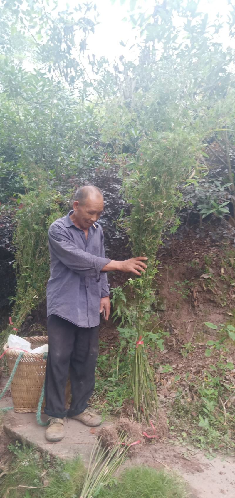 凤尾竹，量大，基地批发，规格大小齐全现场看苗，量大从优。
