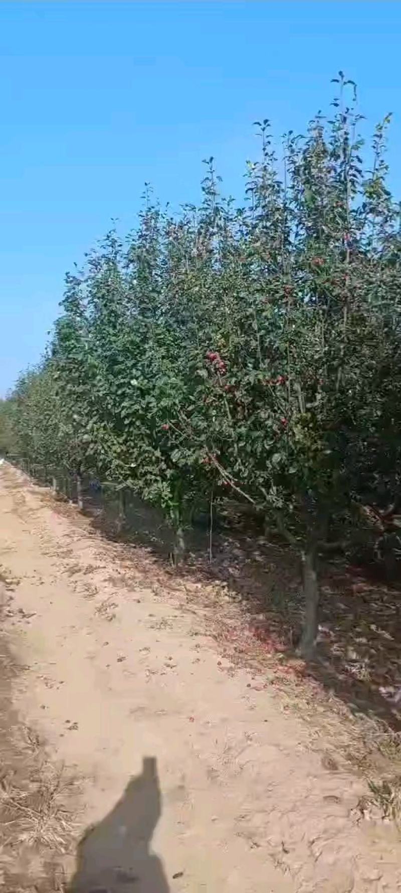 河北正宗八棱海棠树，苗圃自产自销，低价出售