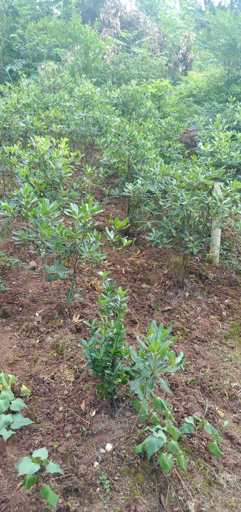 海桐笼子，带土球，自家地里的苗，量大从优。