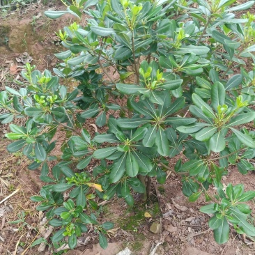 海桐笼子，带土球，自家地里的苗，量大从优。