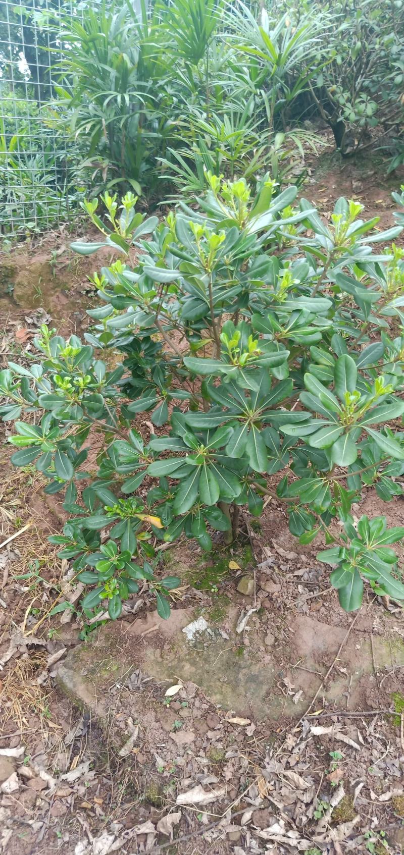 海桐笼子，带土球，自家地里的苗，量大从优。