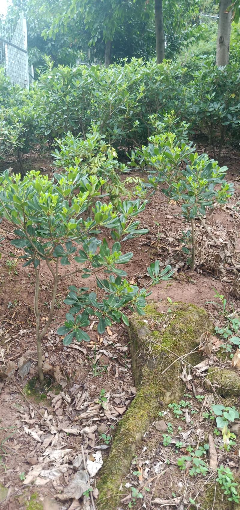 海桐笼子，带土球，自家地里的苗，量大从优。