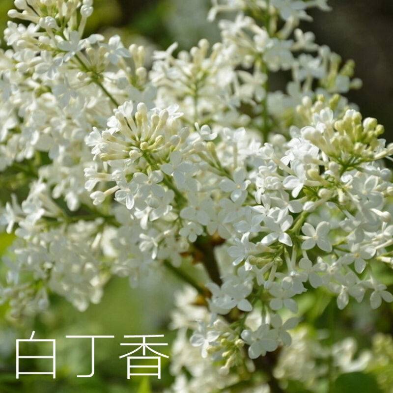 丁香丁香种子四季丁香种子紫丁香种子暴马丁香种子产地直销