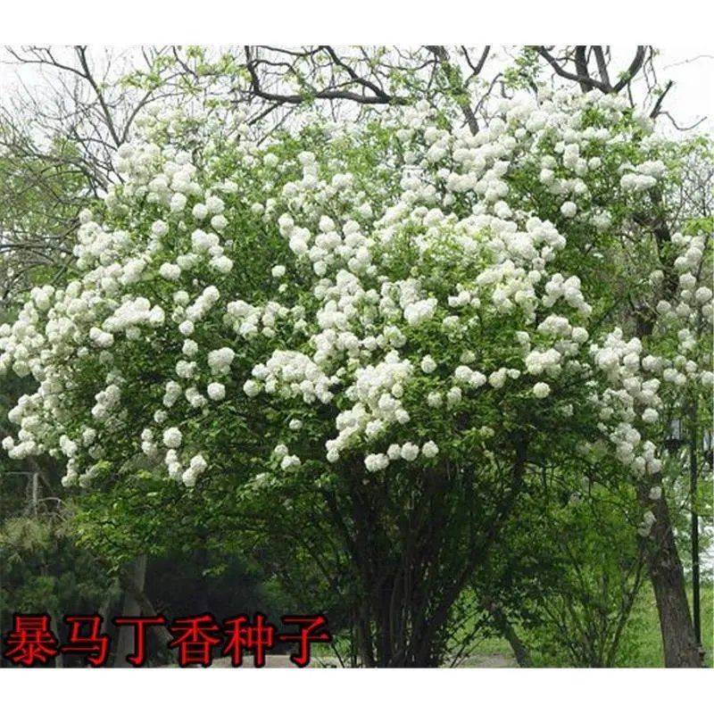 丁香丁香种子四季丁香种子紫丁香种子暴马丁香种子产地直销