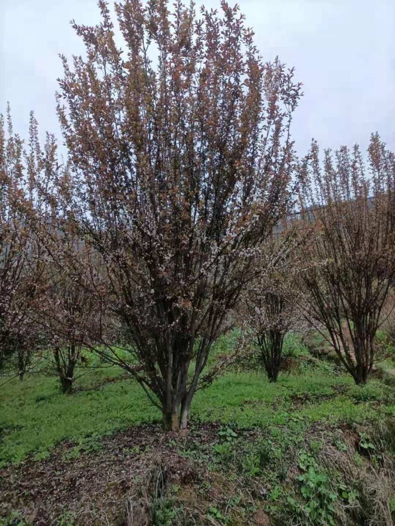 红叶李，自家苗圃的货源，现场看树，规格齐全，量大从优。