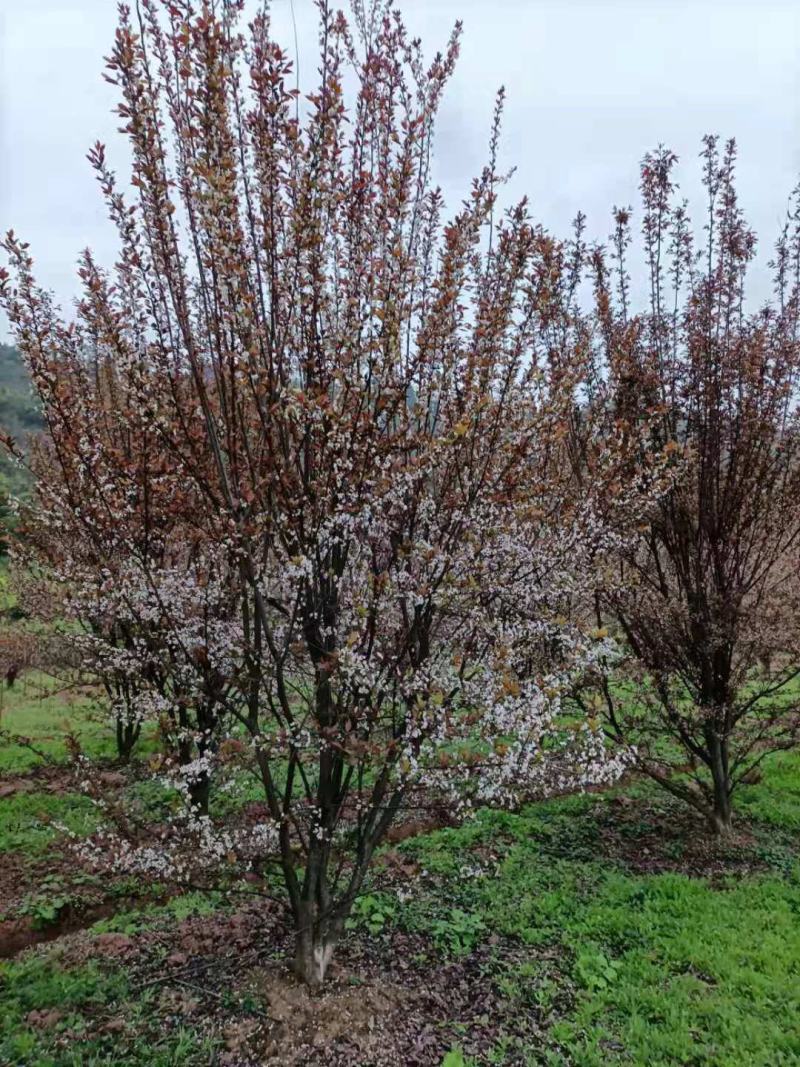 红叶李，自家苗圃的货源，现场看树，规格齐全，量大从优。