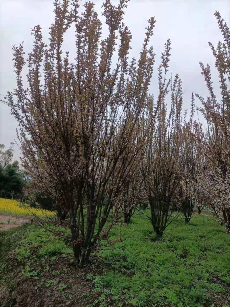 红叶李，自家苗圃的货源，现场看树，规格齐全，量大从优。