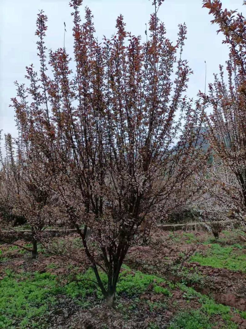 红叶李，自家苗圃的货源，现场看树，规格齐全，量大从优。