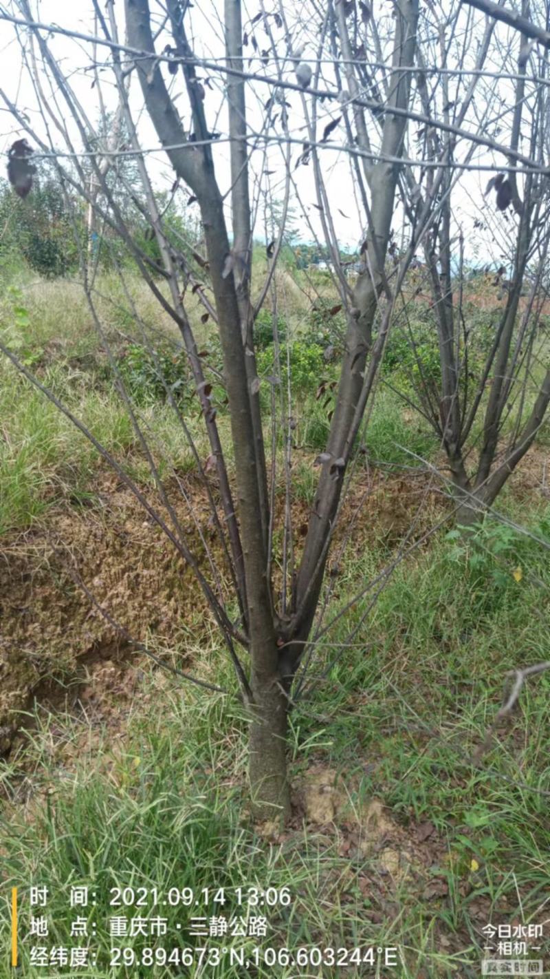 红叶李，自家苗圃的货源，现场看树，规格齐全，量大从优。