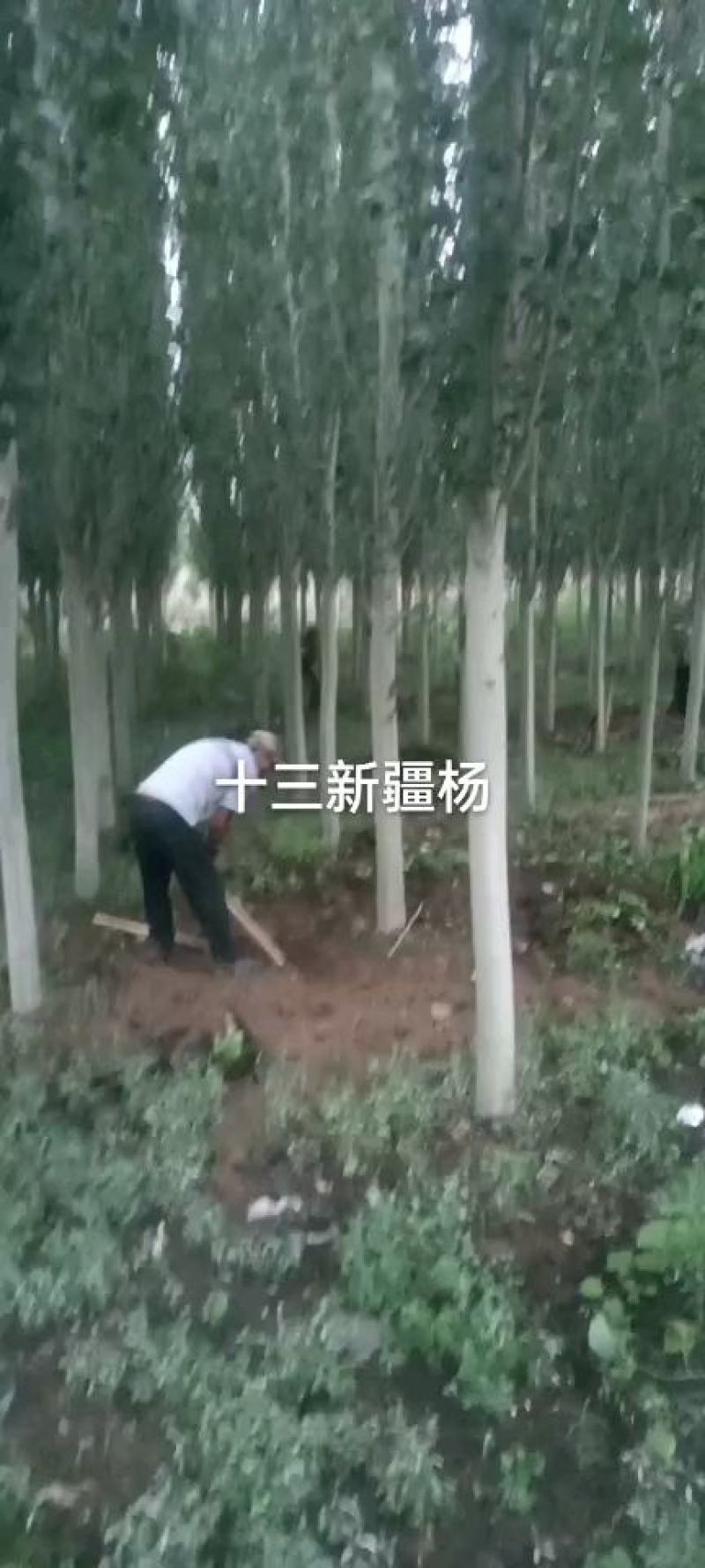 杨树河北张家口苗圃自产自销10-15公分新疆杨，低价出售