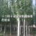 杨树河北张家口苗圃自产自销10-15公分新疆杨，低价出售