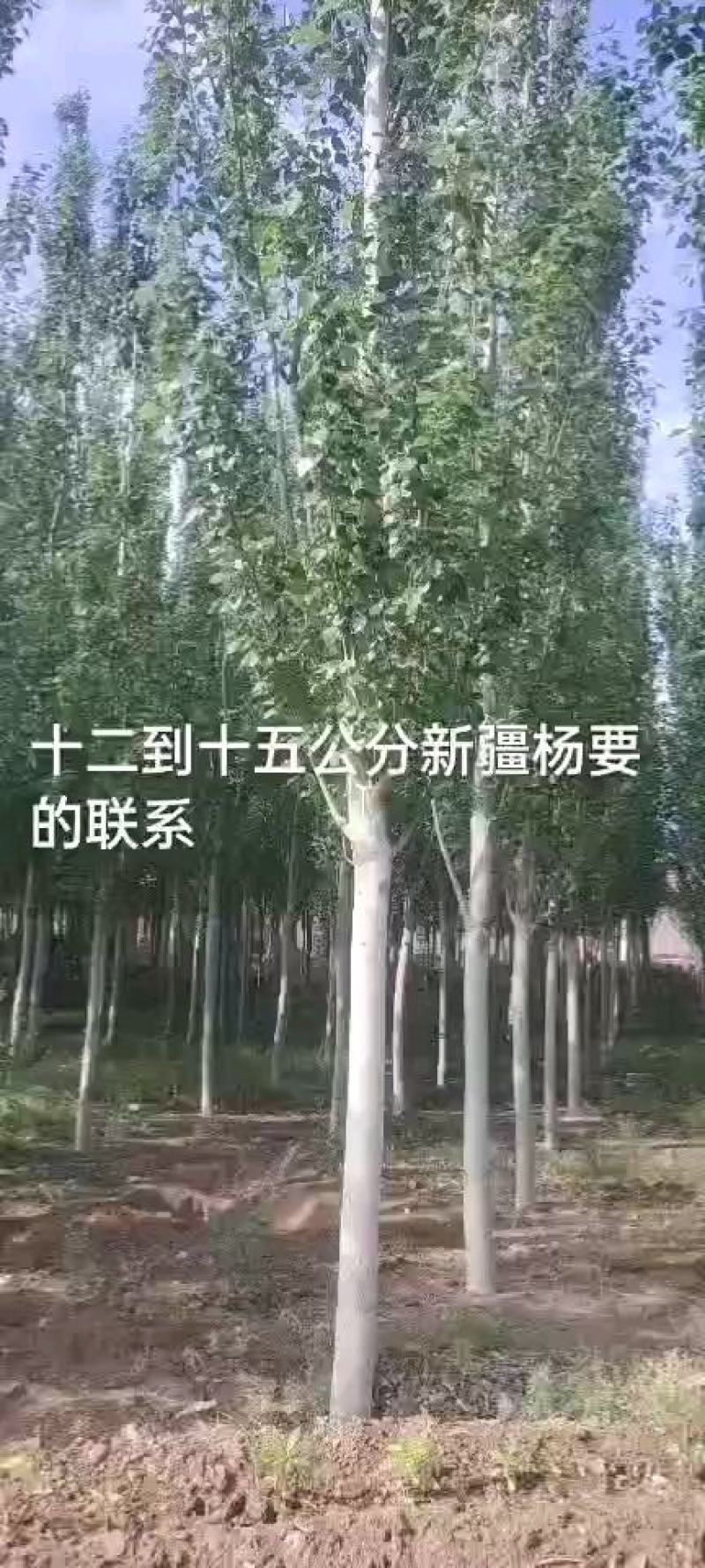 杨树河北张家口苗圃自产自销10-15公分新疆杨，低价出售