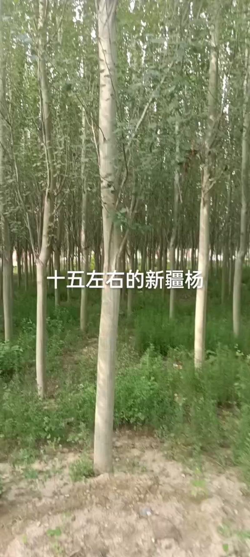杨树河北张家口苗圃自产自销10-15公分新疆杨，低价出售
