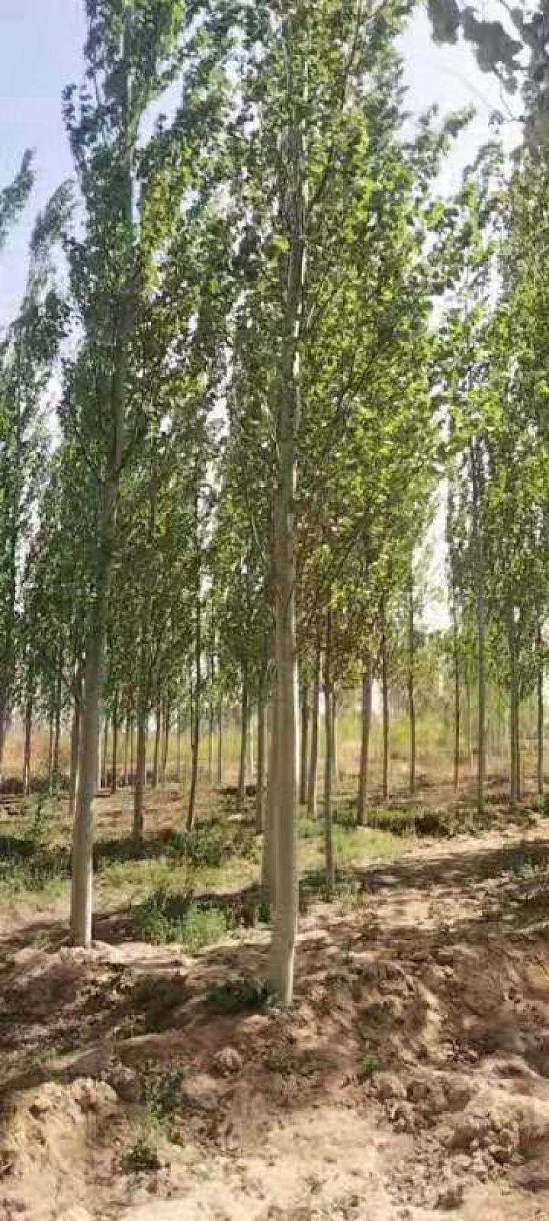 杨树河北张家口苗圃自产自销10-15公分新疆杨，低价出售