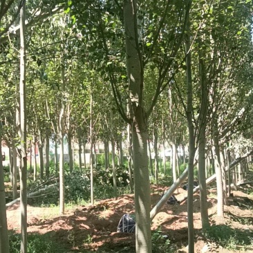 杨树河北张家口苗圃自产自销10-15公分新疆杨，低价出售