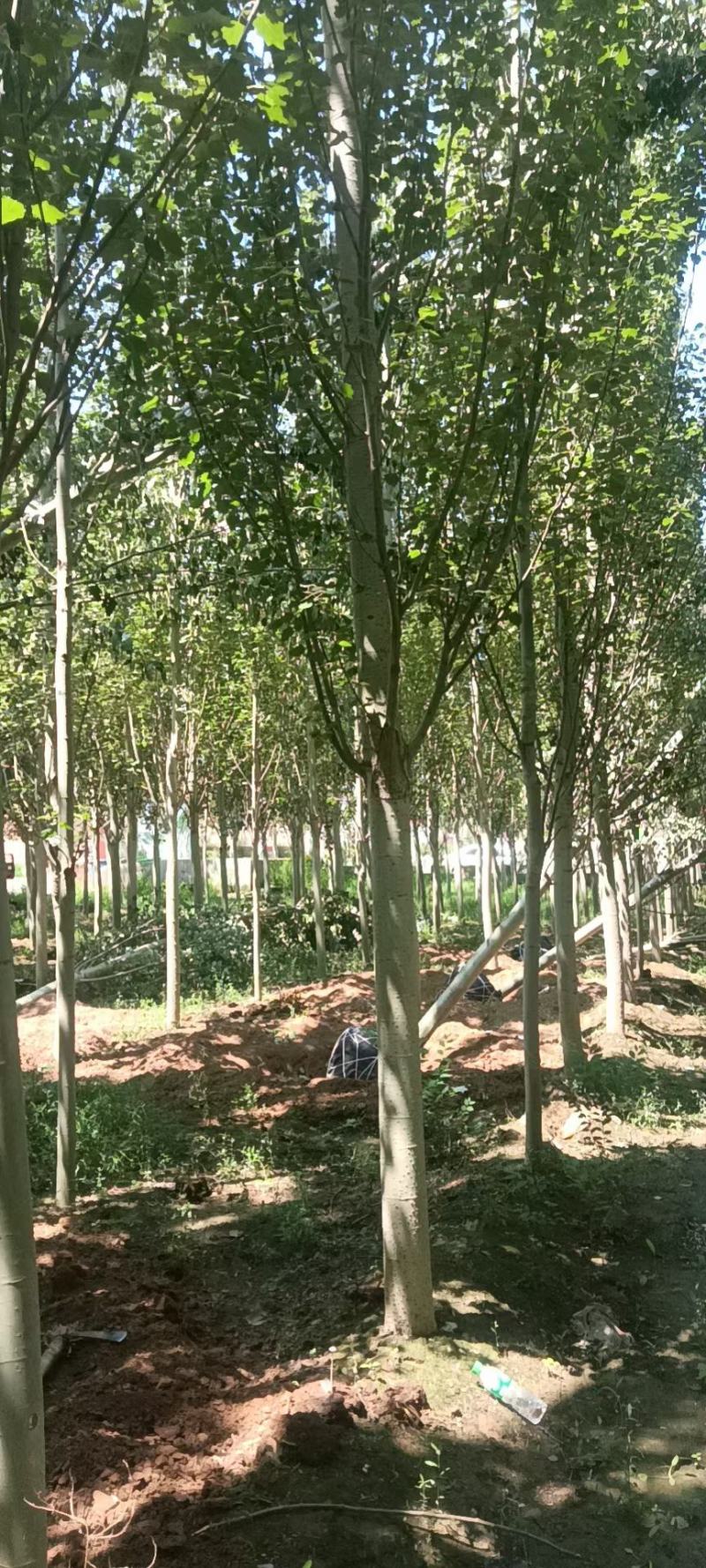 杨树河北张家口苗圃自产自销10-15公分新疆杨，低价出售