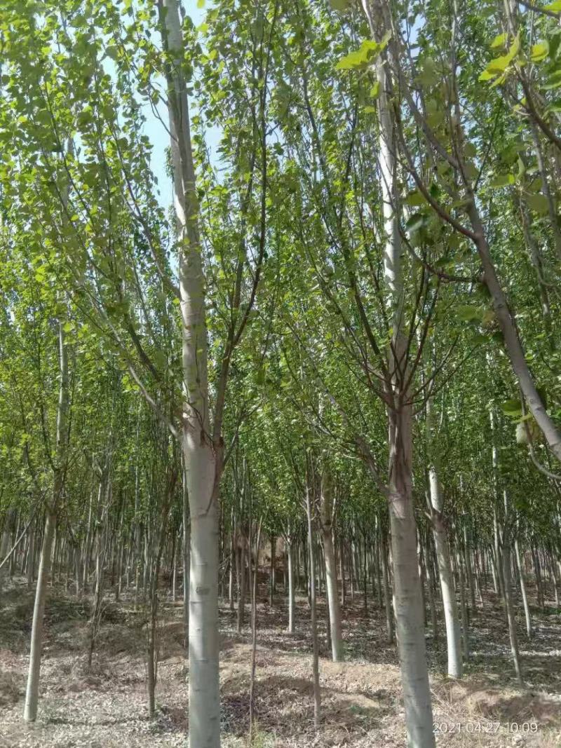 杨树河北张家口苗圃自产自销10-15公分新疆杨，低价出售