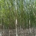 杨树河北张家口苗圃自产自销10-15公分新疆杨，低价出售