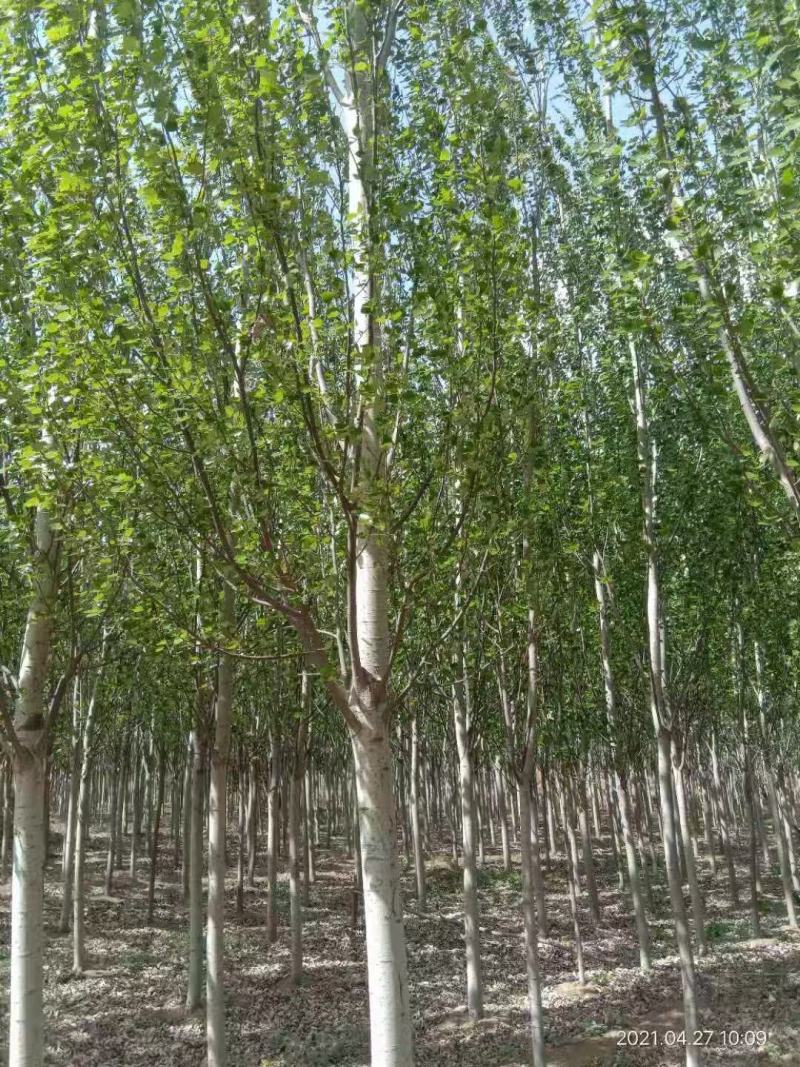 杨树河北张家口苗圃自产自销10-15公分新疆杨，低价出售