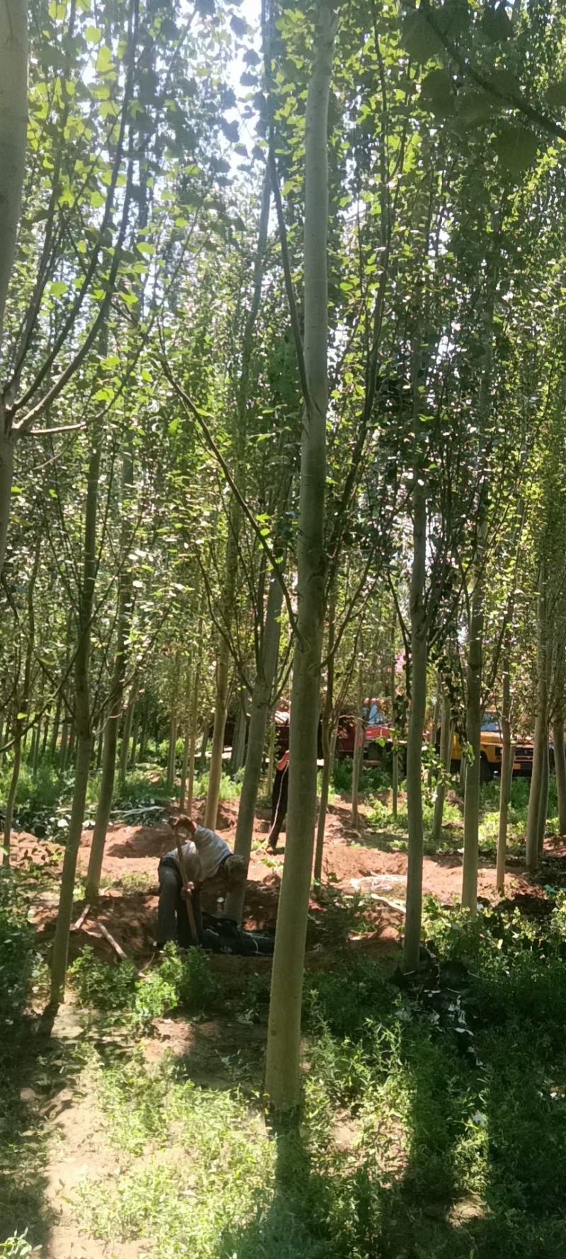 杨树河北张家口苗圃自产自销10-15公分新疆杨，低价出售