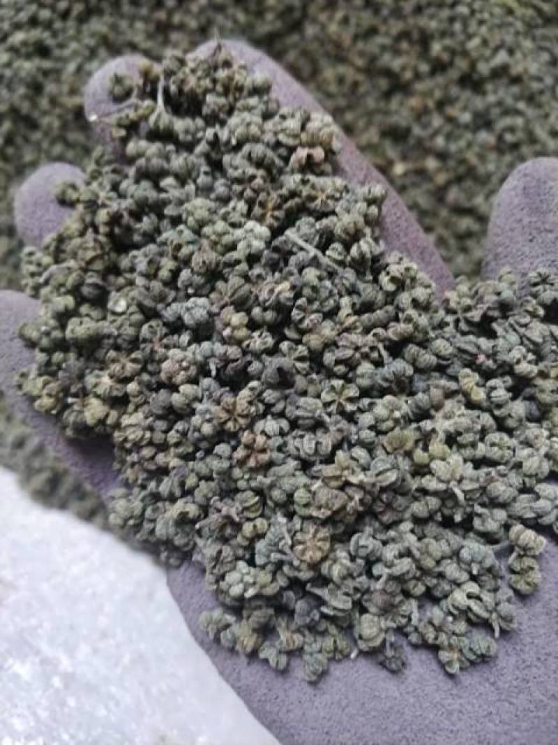 广西河池罗城县基地批发中花吴茱萸小中大颗粒货色青香无杆子