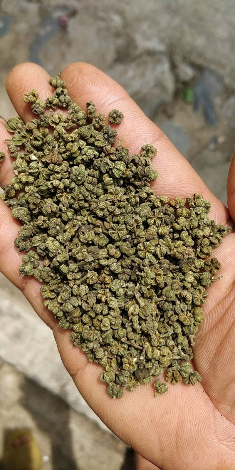 广西河池罗城县基地批发中花吴茱萸小中大颗粒货色青香无杆子