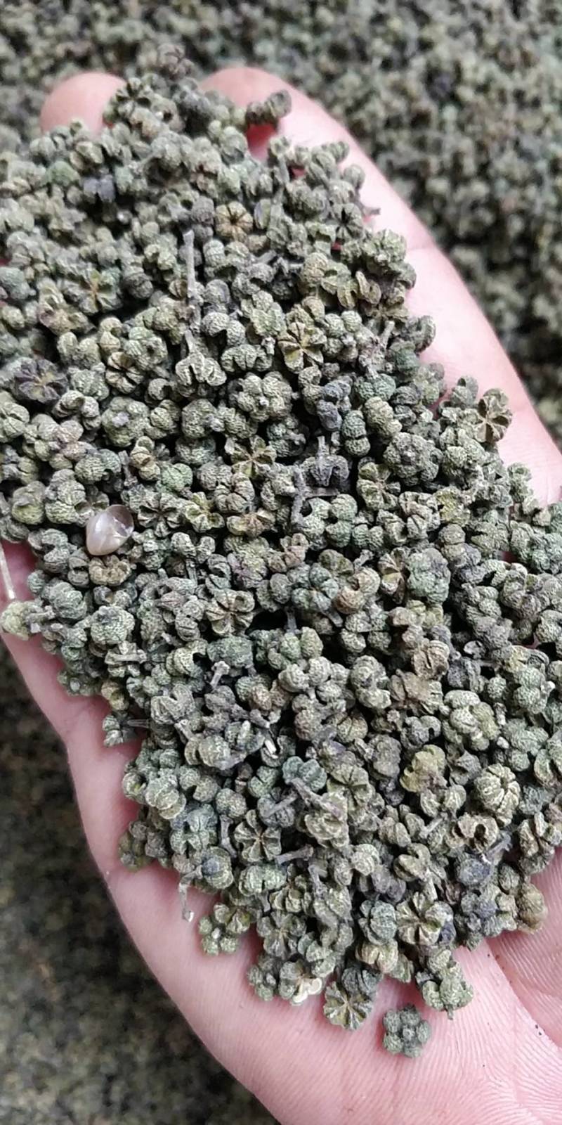 广西河池罗城县基地批发中花吴茱萸小中大颗粒货色青香无杆子