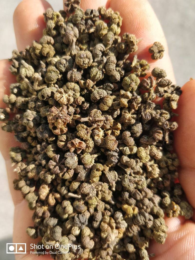 广西河池罗城县基地批发中花吴茱萸小中大颗粒货色青香无杆子