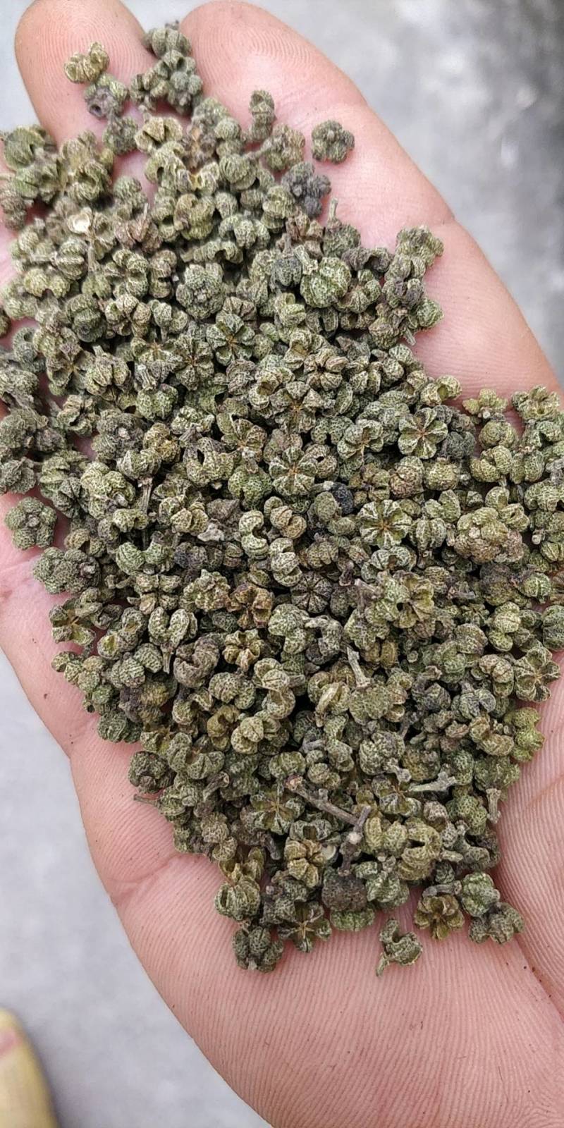 广西河池罗城县基地批发中花吴茱萸小中大颗粒货色青香无杆子