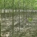 青皮垂柳垂柳苗圃直供可提供苗木检疫正规发票