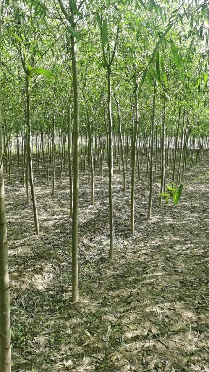 青皮垂柳垂柳苗圃直供可提供苗木检疫正规发票