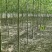 青皮垂柳垂柳苗圃直供可提供苗木检疫正规发票