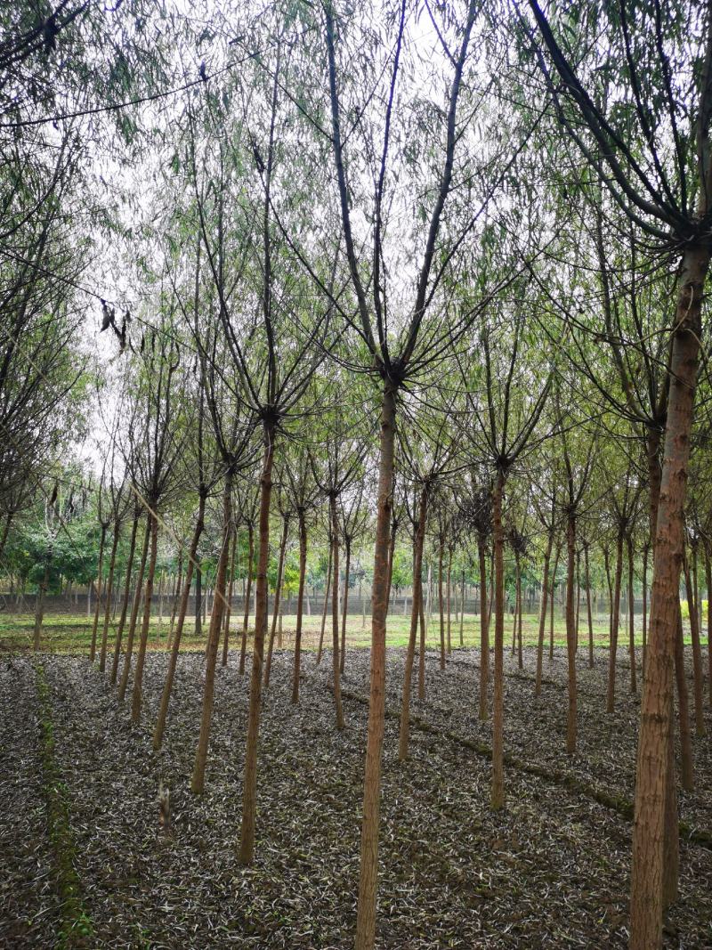 青皮垂柳垂柳苗圃直供可提供苗木检疫正规发票