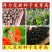 水生植物再力花种子千屈菜花叶芦竹香蒲芦苇水葱梭鱼草鸢