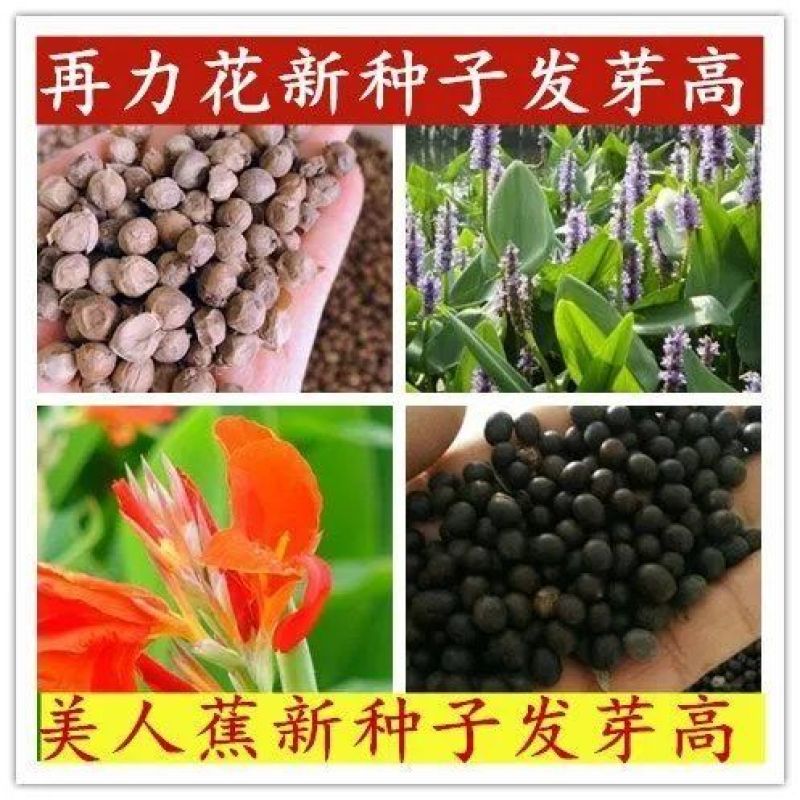 水生植物再力花种子千屈菜花叶芦竹香蒲芦苇水葱梭鱼草鸢