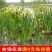 水生植物再力花种子千屈菜花叶芦竹香蒲芦苇水葱梭鱼草鸢