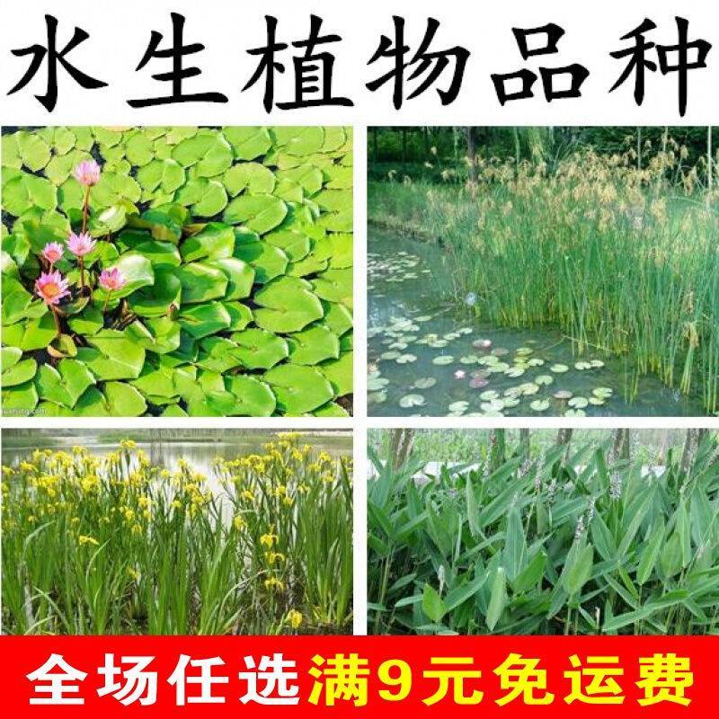 水生植物再力花种子千屈菜花叶芦竹香蒲芦苇水葱梭鱼草鸢