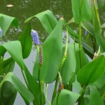 水生植物再力花种子千屈菜花叶芦竹香蒲芦苇水葱梭鱼草鸢